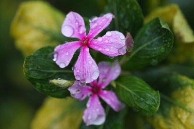 Pink flowers in the rain