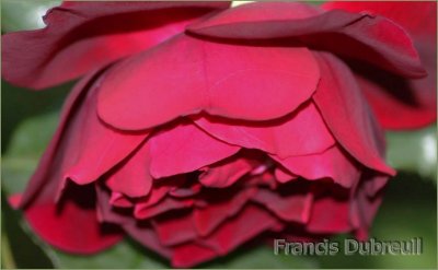 Deep red hybrid tea rose