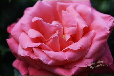 Modern pink rose