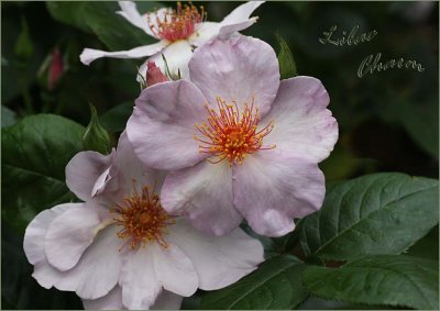 Cute little bush of roses