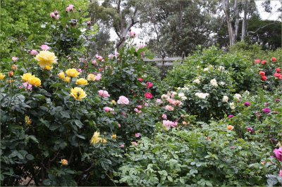 My rose garden, another view