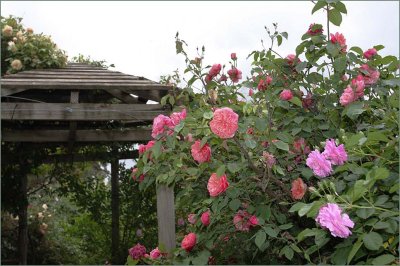 Tea roses and the gazebo