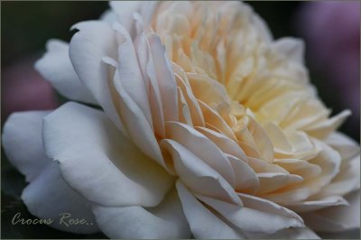 Crocus Rose