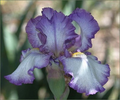 Tall bearded iris