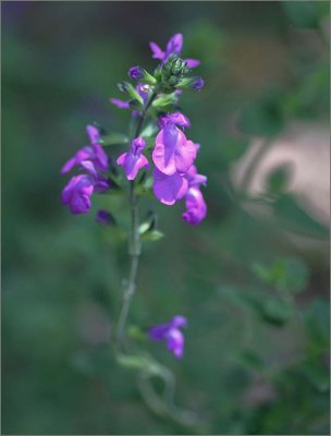 Salvia Christine Yeo