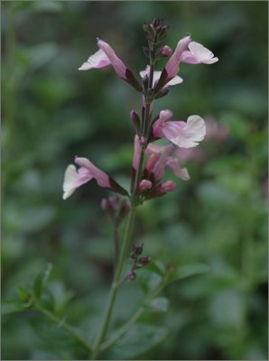 Salvia Laura