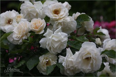 A cloud of creamy-white