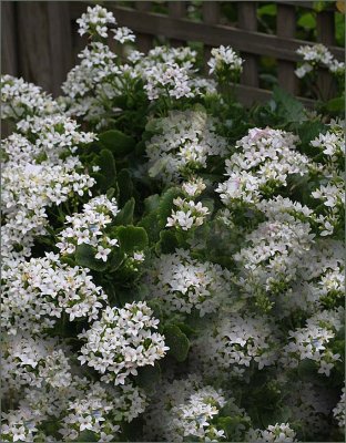 Potplant in the gazebo