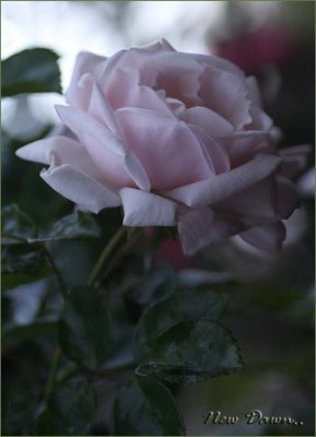 Rose on the archway close up