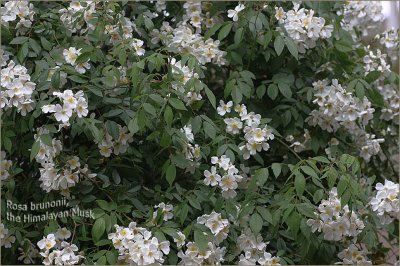 A cloud of white perfume