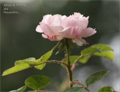 A sweet little moss rose