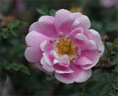 Challenge - To a wild rose - 25