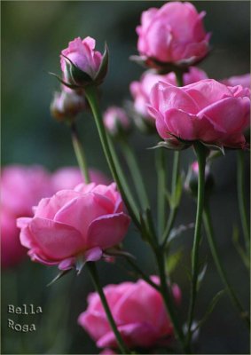 Good rose for a large pot