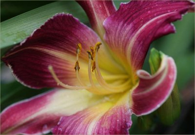 Day lily