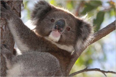 'Curly' ... the Koala
