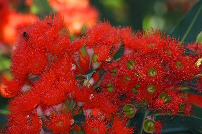 Red flowering gumtree