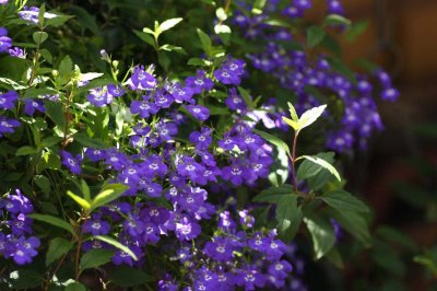 Lobelia in a hanging basket and sunshine 