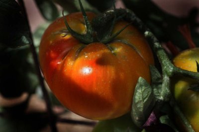 Ripe tomato on the vine