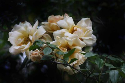 A delightful old rose