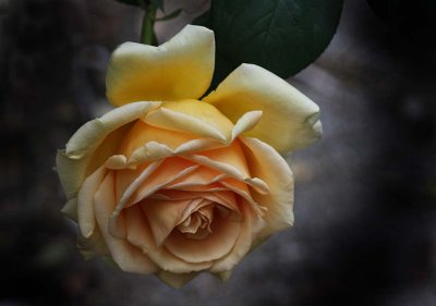 Golden yellow rose