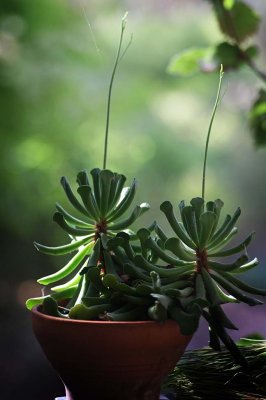 Succulent in a pot 