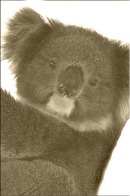 Sepia & desaturised Koala