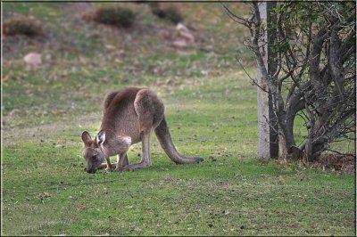 Kangaroo  - evening