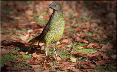 The female Satin Bowerbird