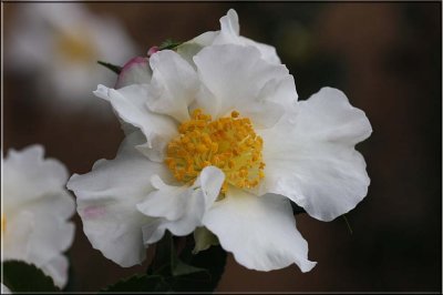 Sasanqua camellia