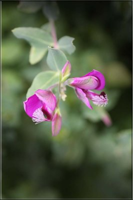 Polygala