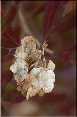 Hop bush seeds
