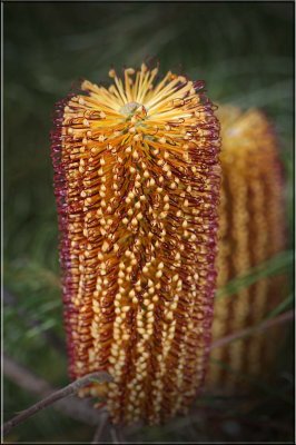 Flower sample from the gardens