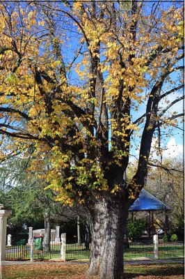 Elm tree