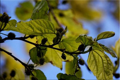 Mulberry tree coming into fruit 