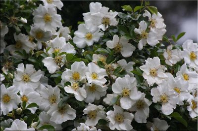Rosa laevigata - the Cherokee Rose