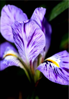 Winter Iris