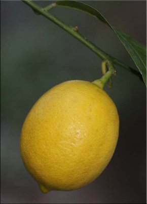 Meyer lemon - 12