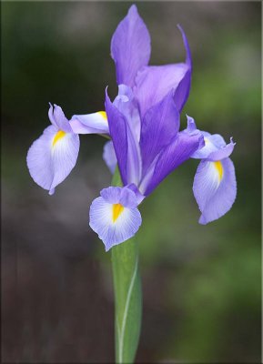 Blue iris