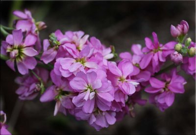 Seasonal - pink  stocks - extra for Challenge