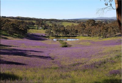 Wildflowers