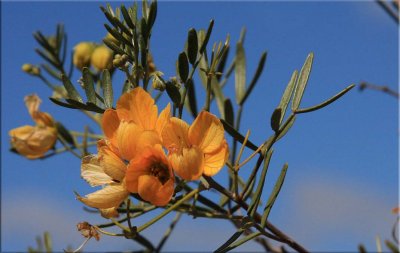 The indigenous plants of the Arid Lands Botanic Garden