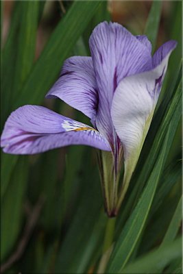 Winter iris unfurling