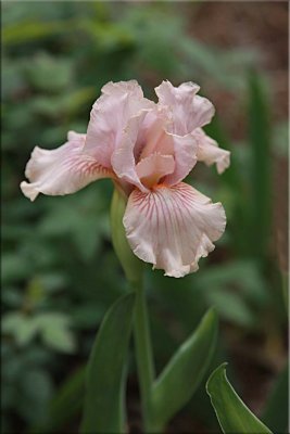 Pink bearded iris