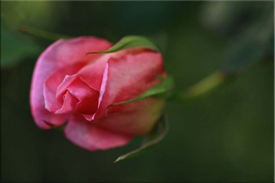 Ophelia rosebud