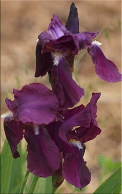 Bearded flag Iris