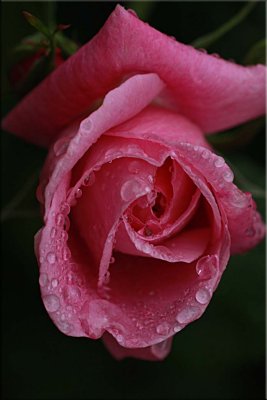 Raindrops on Mary Rose