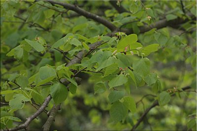 New leaves linden tree