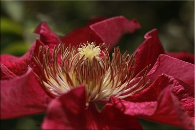 Red clematis