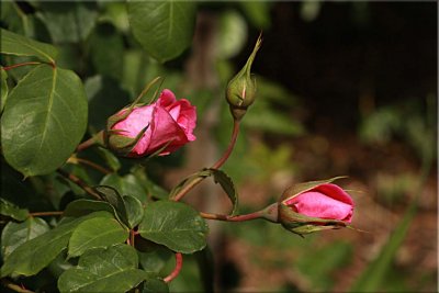 Portmeirion rosebuds