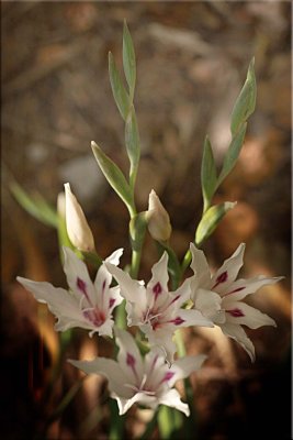Species gladioli, blushing bride
